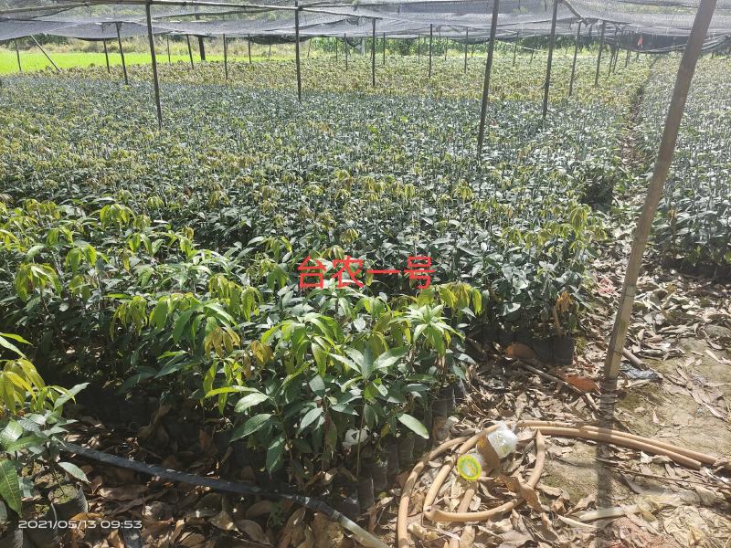 长期供应优质芒果苗台农一号，品种正宗，根系发达成活高