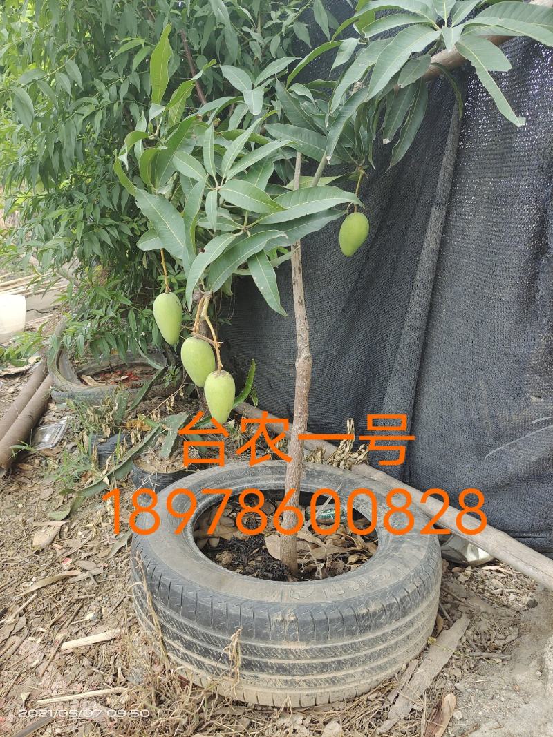 长期供应优质芒果苗台农一号，品种正宗，根系发达成活高
