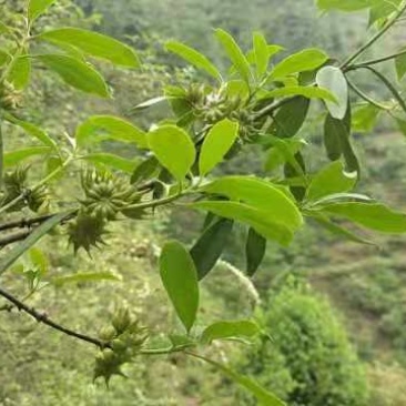 野八角草莽