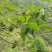野八角草莽