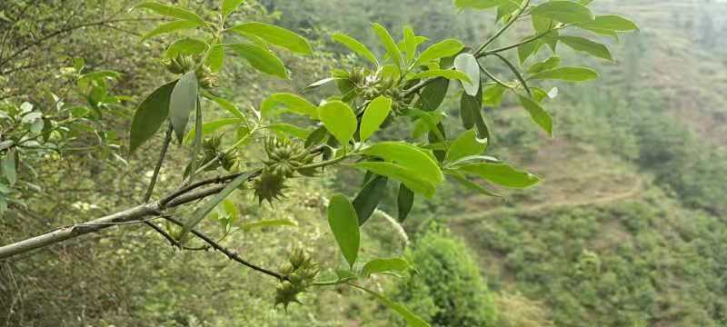 野八角草莽
