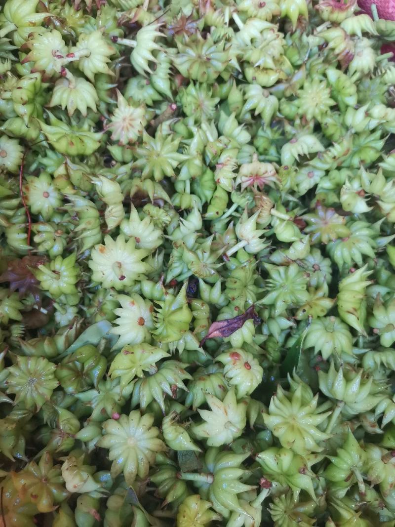 野八角草莽