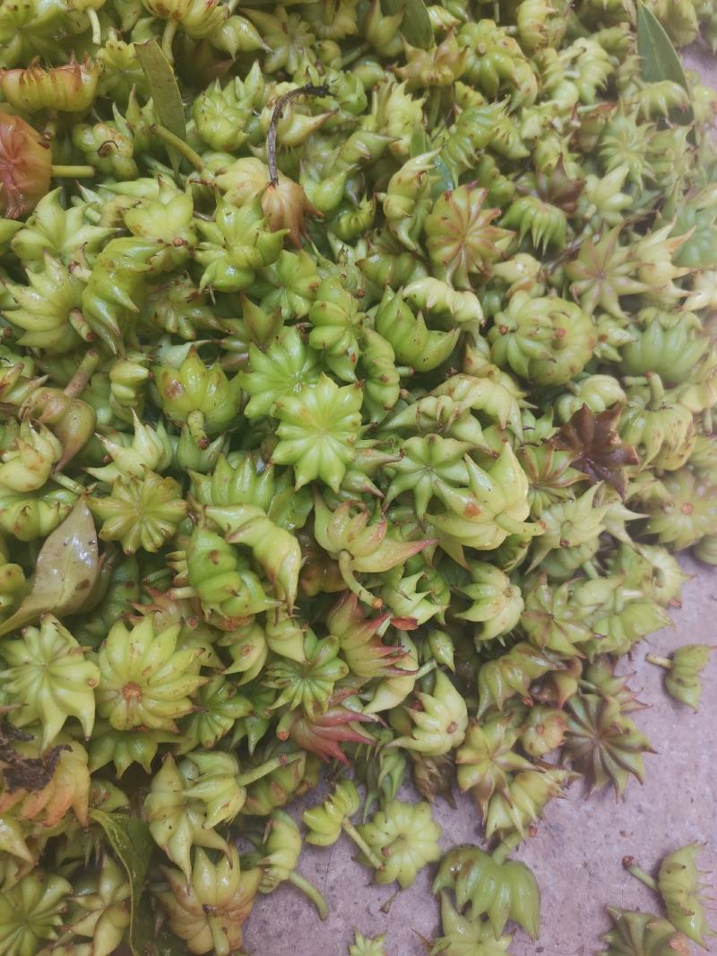 野八角草莽