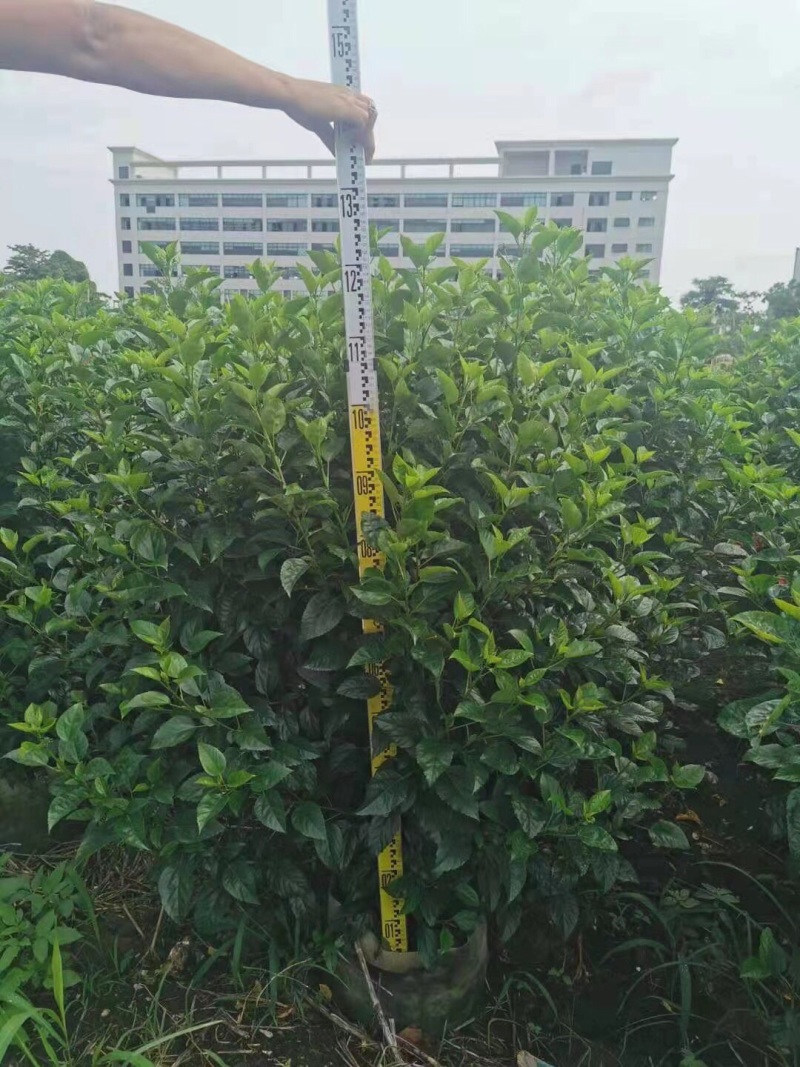 大红花吊钟大红花各种规格基地大量现货，欢迎各位客户咨询