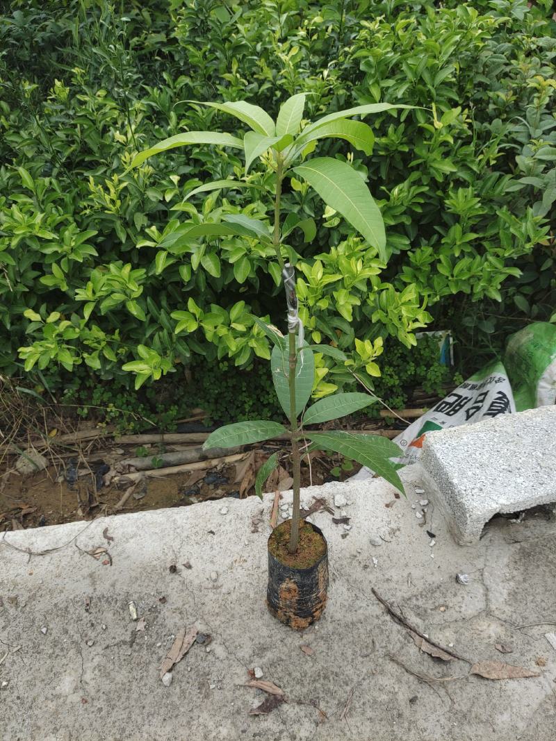 长期供应优质芒果苗台农一号，品种正宗，根系发达成活高