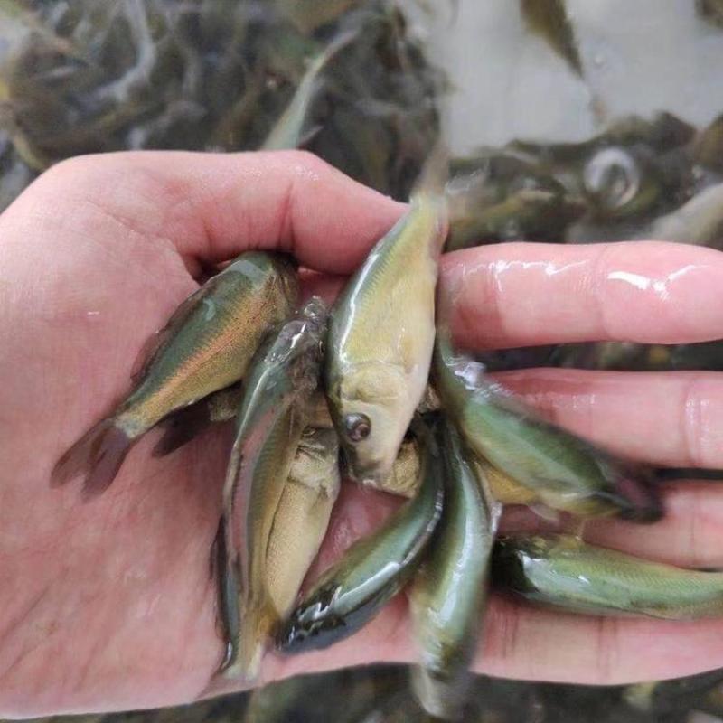 裸鲤鱼苗，长势快，肉质细嫩，抗病能力强，欢迎合作，欢迎单