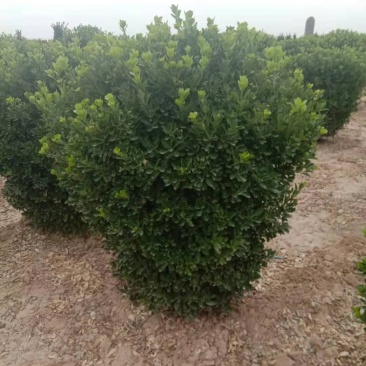 供应：精品大叶黄杨球，黄杨柱，黄杨苗，等各种规格工程用苗