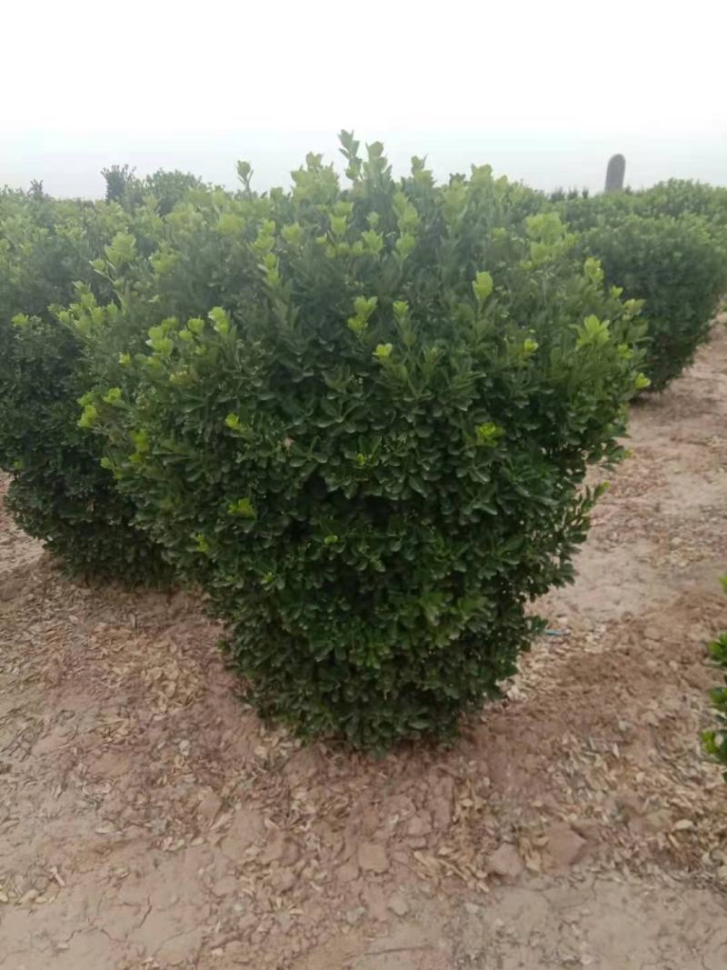 供应：精品大叶黄杨球，黄杨柱，黄杨苗，等各种规格工程用苗