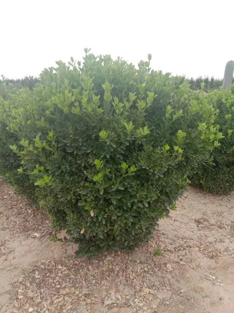 供应：精品大叶黄杨球，黄杨柱，黄杨苗，等各种规格工程用苗