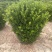 供应：精品大叶黄杨球，黄杨柱，黄杨苗，等各种规格工程用苗