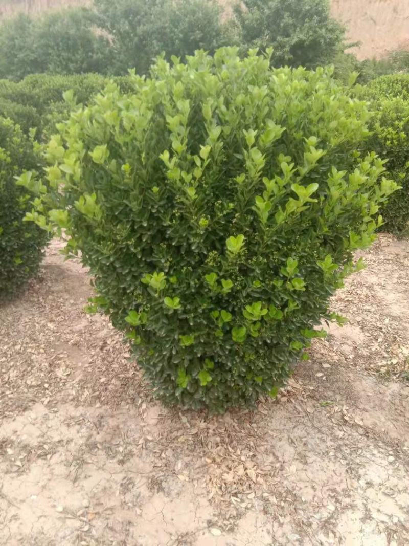供应：精品大叶黄杨球，黄杨柱，黄杨苗，等各种规格工程用苗