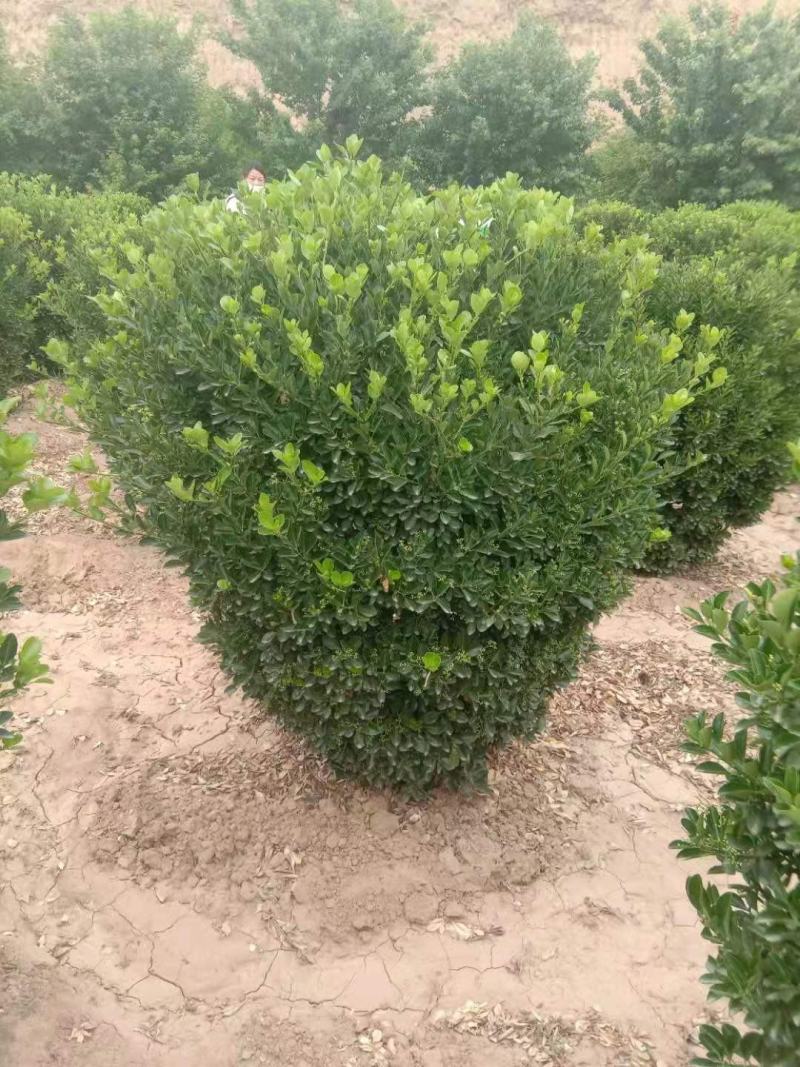 供应：精品大叶黄杨球，黄杨柱，黄杨苗，等各种规格工程用苗