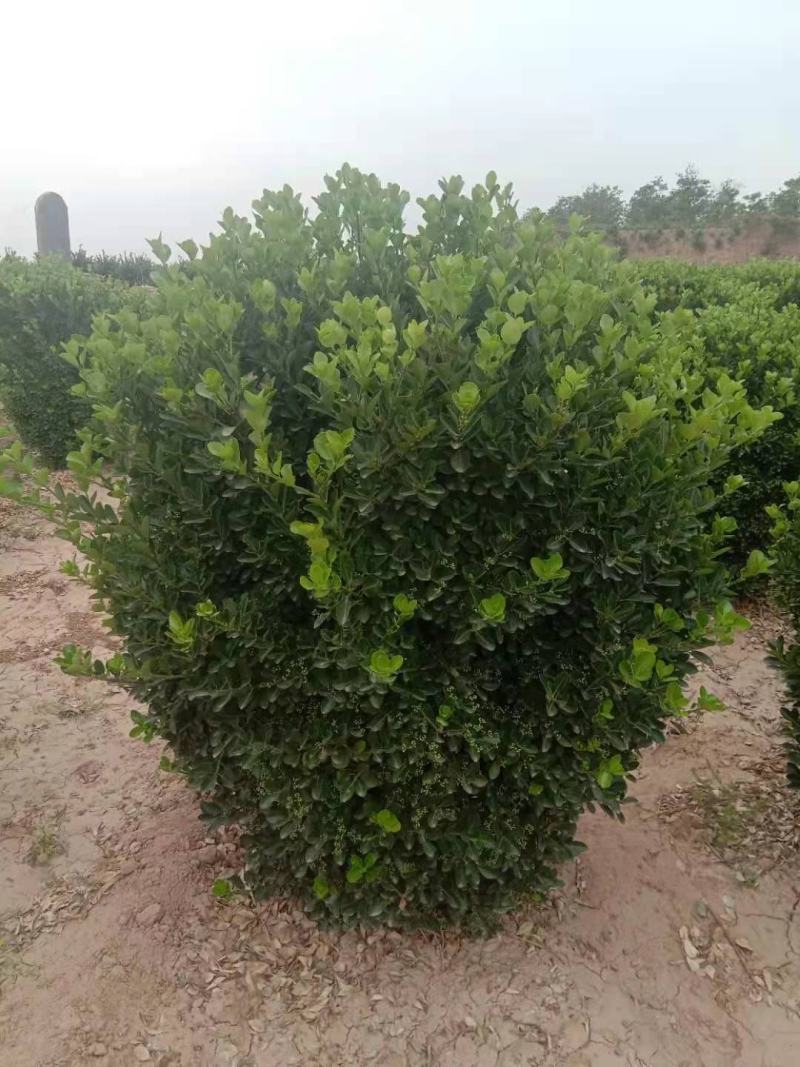 供应：精品大叶黄杨球，黄杨柱，黄杨苗，等各种规格工程用苗