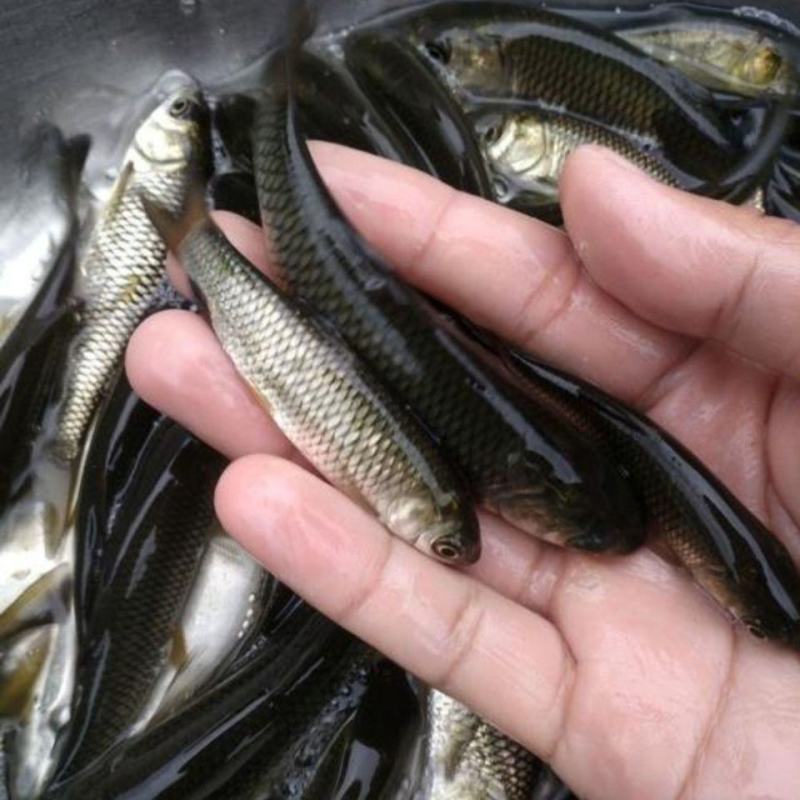 草鱼苗…