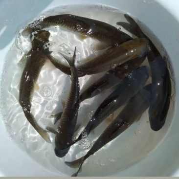 草鱼苗…