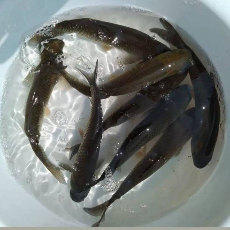 草鱼苗…