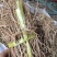 石参根石参根量大包邮中药材批发零售