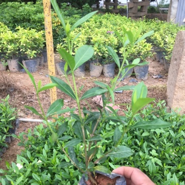 小叶栀子花