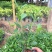 小叶栀子花