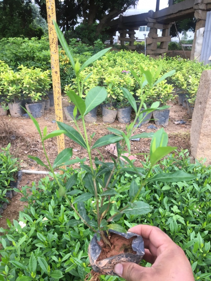 小叶栀子花
