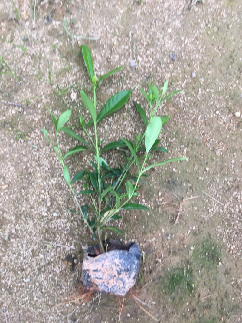 小叶栀子花