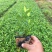 小叶栀子花