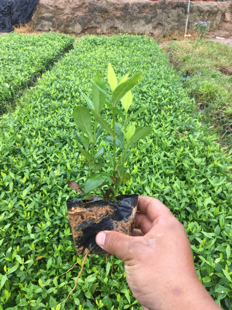 小叶栀子花