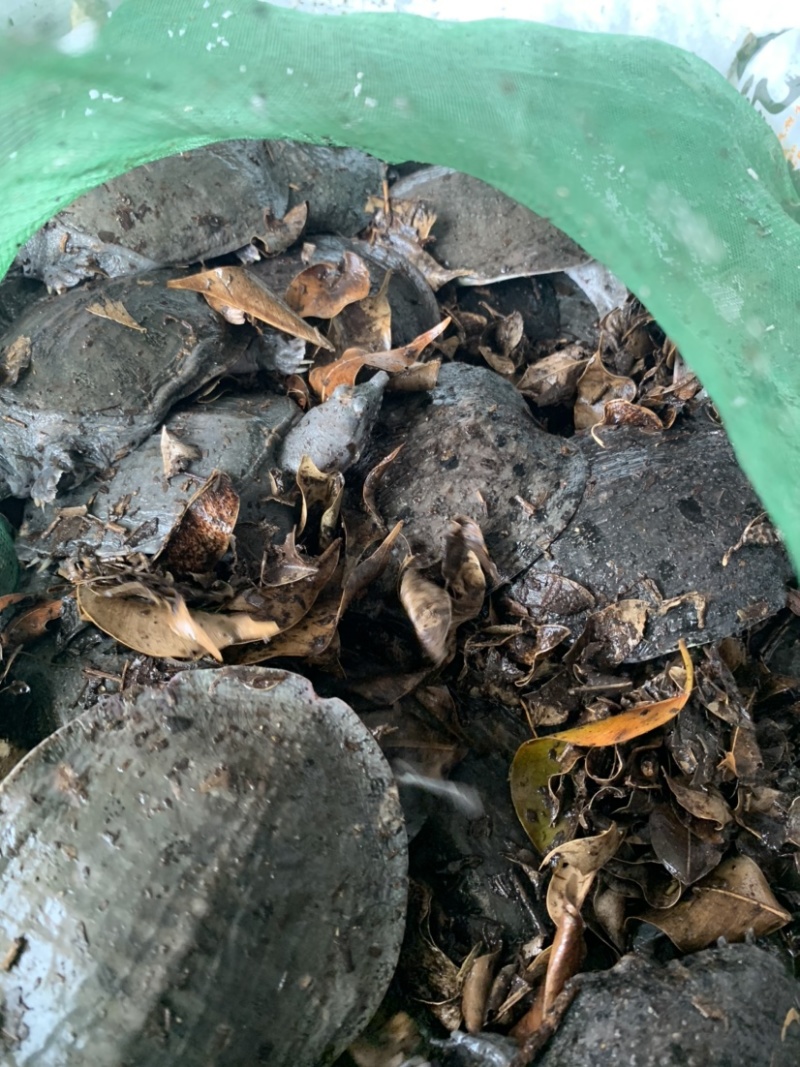 本地场地直销，乌龟，欢迎老板前来下单。