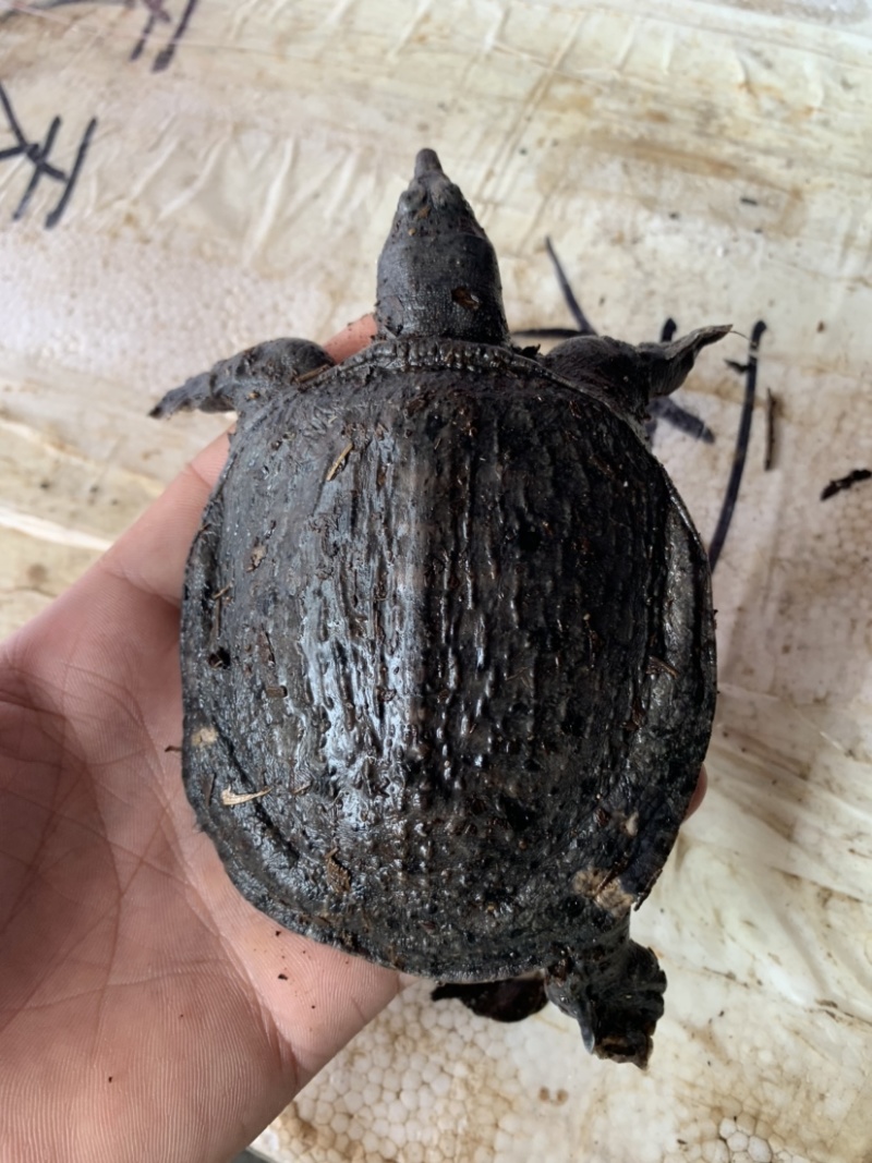 本地场地直销，乌龟，欢迎老板前来下单。