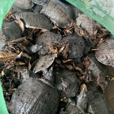 本地场地直销,乌龟,欢迎老板前来下单。