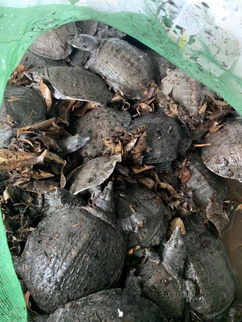 本地场地直销，乌龟，欢迎老板前来下单。