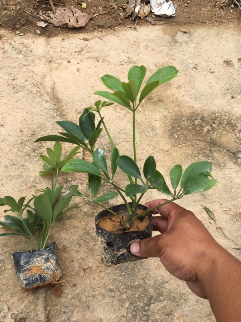 鸭脚木、花叶鹅掌柴