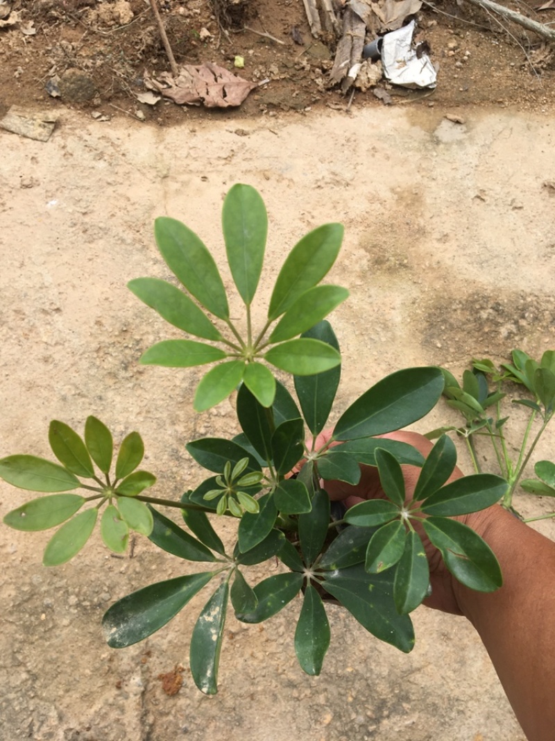 鸭脚木、花叶鹅掌柴