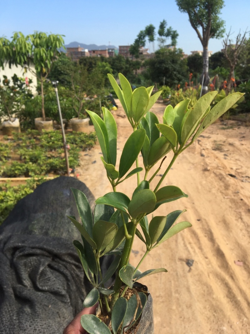 鸭脚木、花叶鹅掌柴