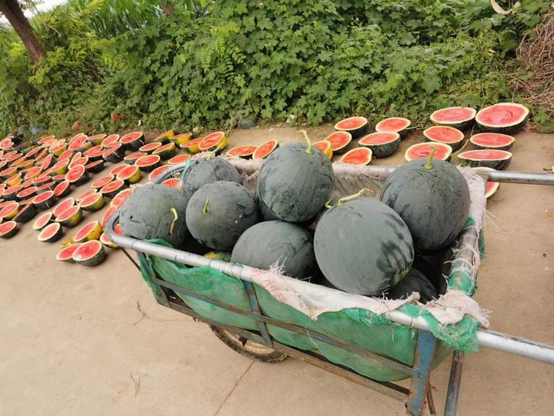 河南扶沟黑无籽西瓜精品发货全国产地直发保证质量