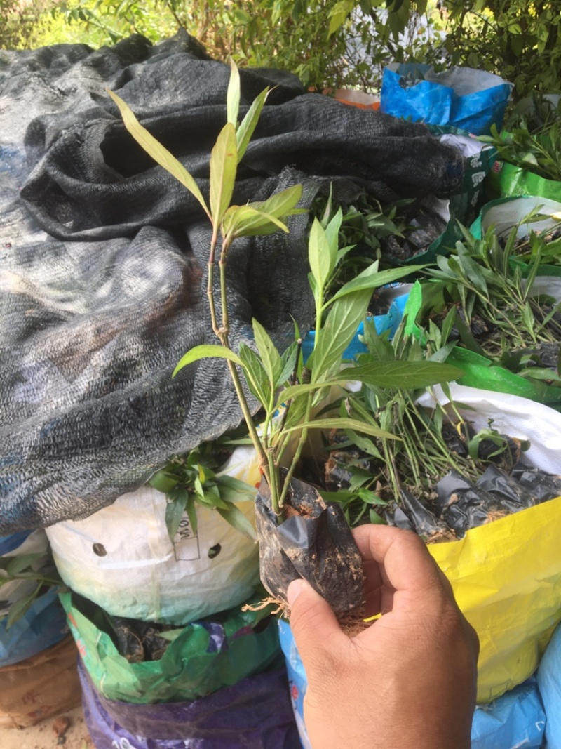 翠芦莉、紫花芦莉