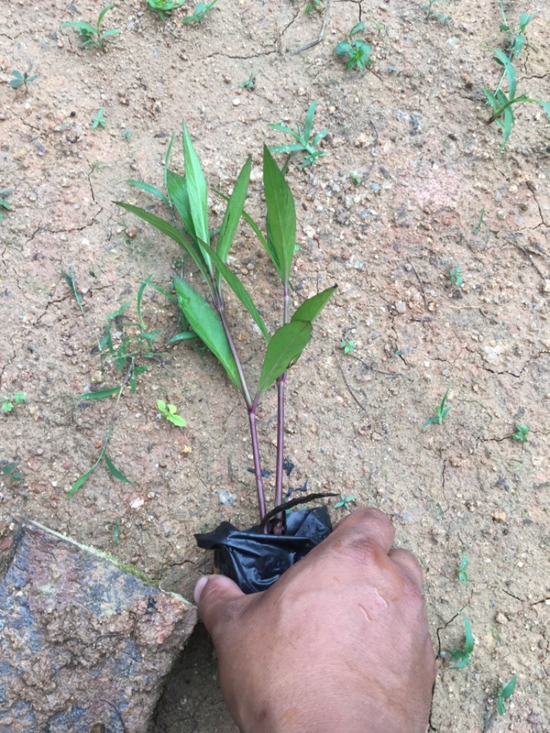 翠芦莉、紫花芦莉
