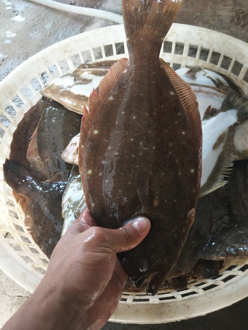 冰鲜鴉鲆鱼（左口鱼）活鱼冰鲜！质量保证！物流客运都可发！
