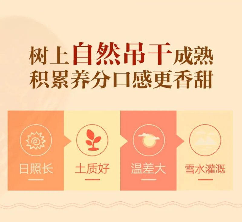 新疆和田大枣批发代发一手货源质量好价格低