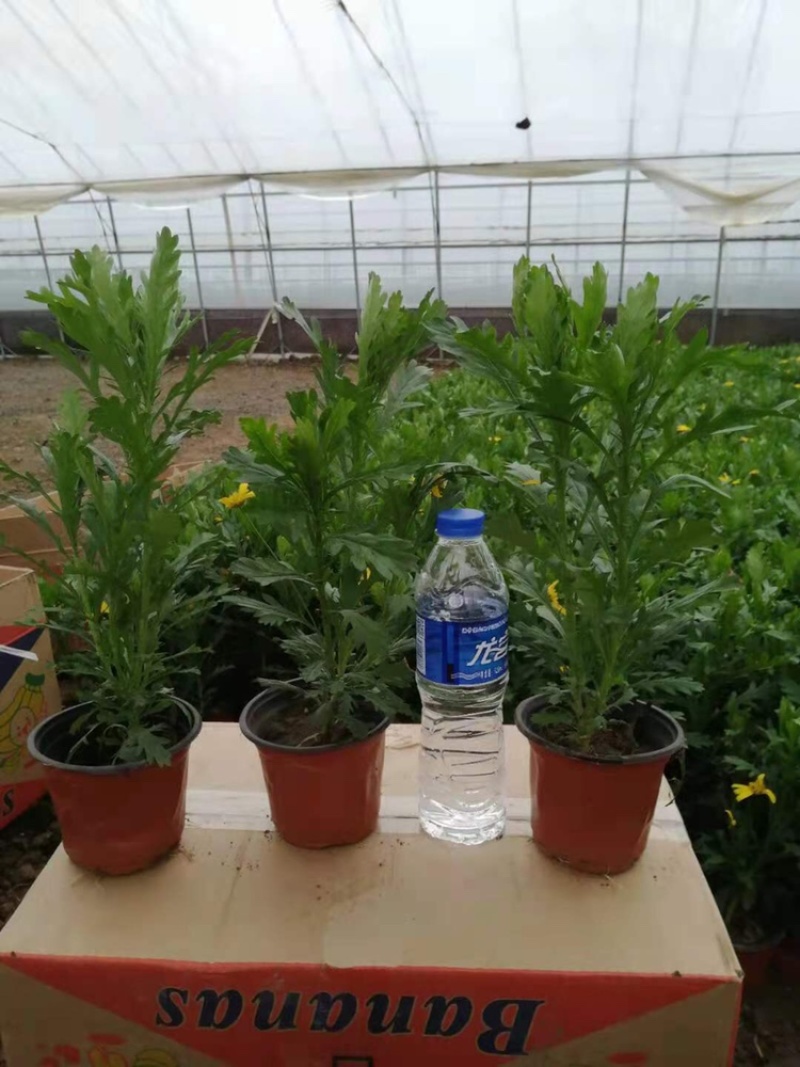木春菊基地黄金菊产地批发玛格丽特花苗价格