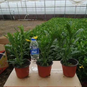 木春菊基地黄金菊产地批发玛格丽特花苗价格