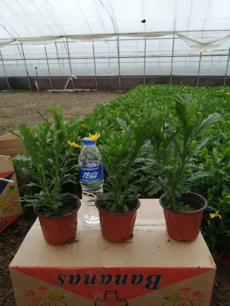 木春菊基地黄金菊产地批发玛格丽特花苗价格