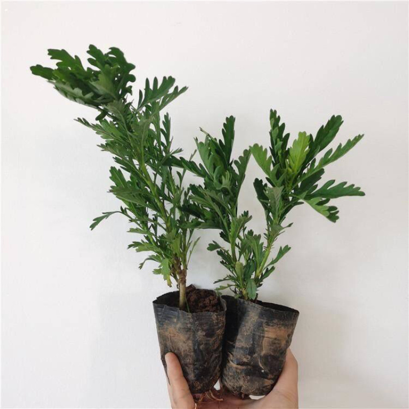 木春菊基地黄金菊产地批发玛格丽特花苗价格