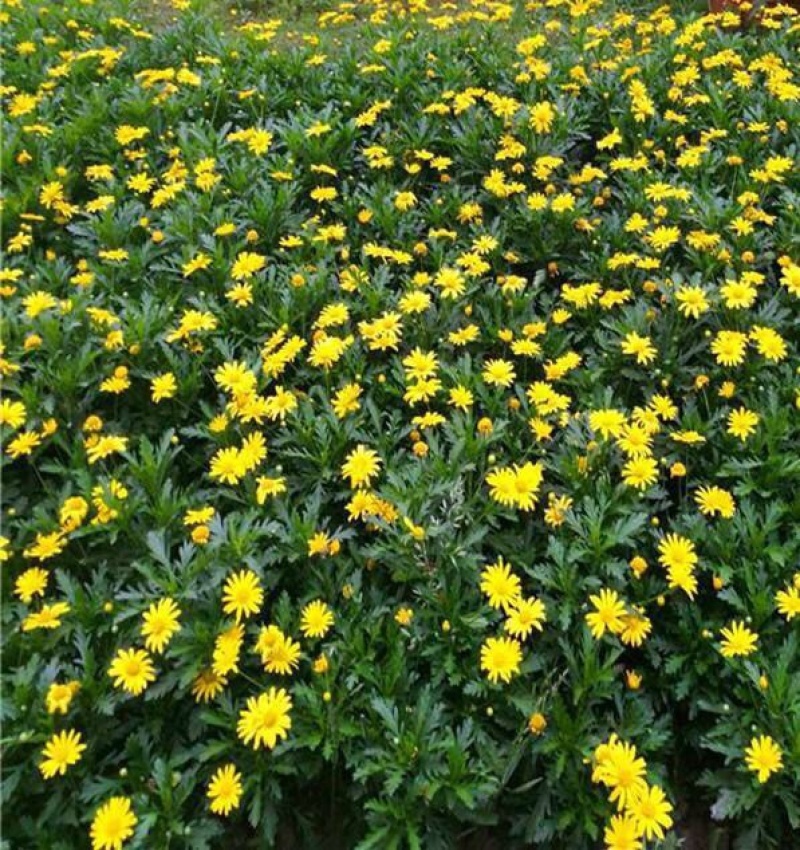 木春菊基地黄金菊产地批发玛格丽特花苗价格