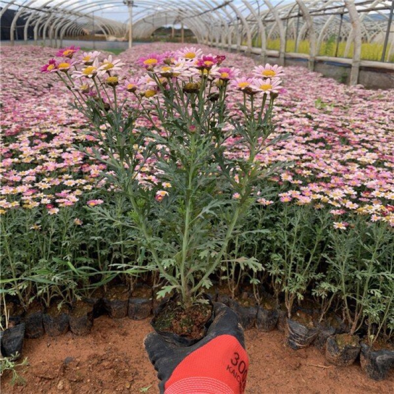 木春菊基地黄金菊产地批发玛格丽特花苗价格