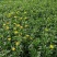 木春菊基地黄金菊产地批发玛格丽特花苗价格