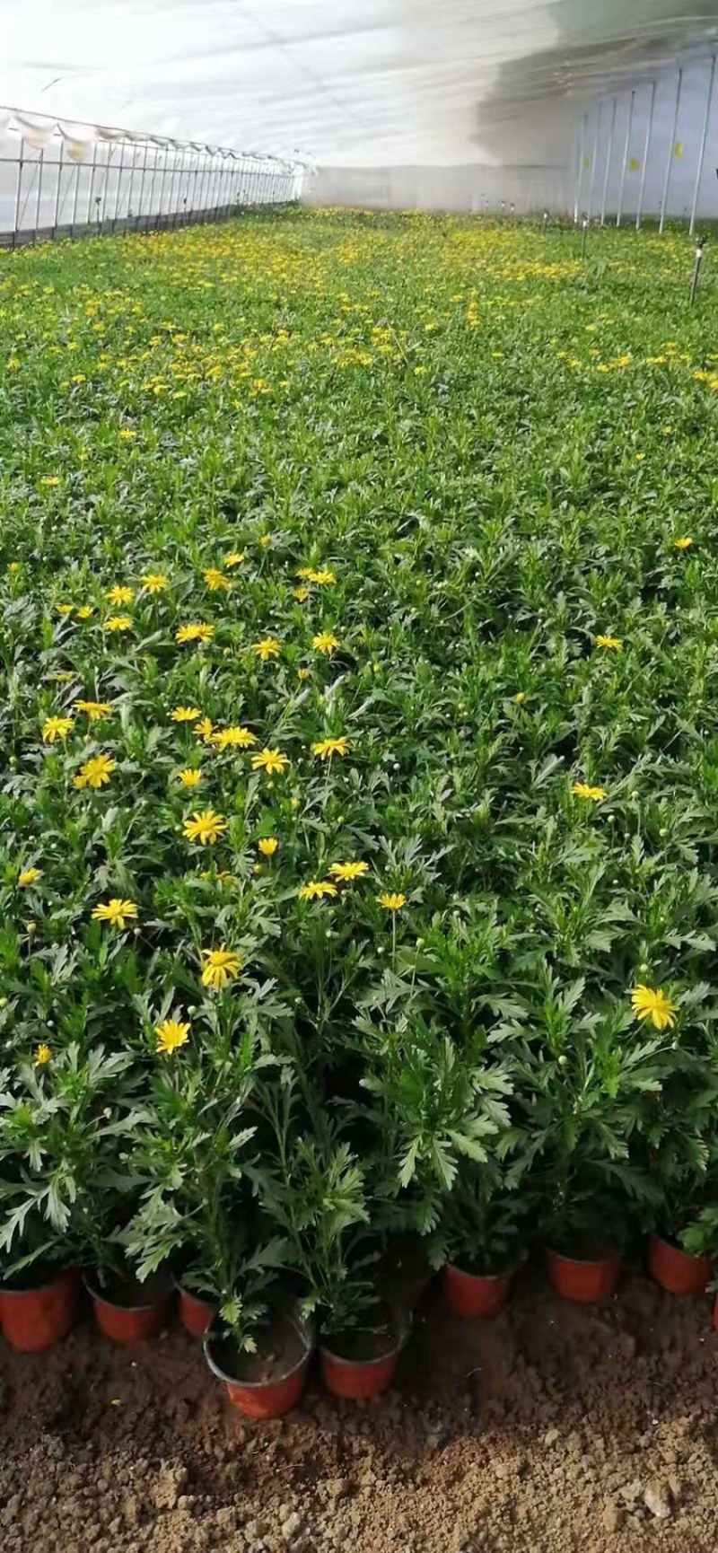 木春菊基地黄金菊产地批发玛格丽特花苗价格