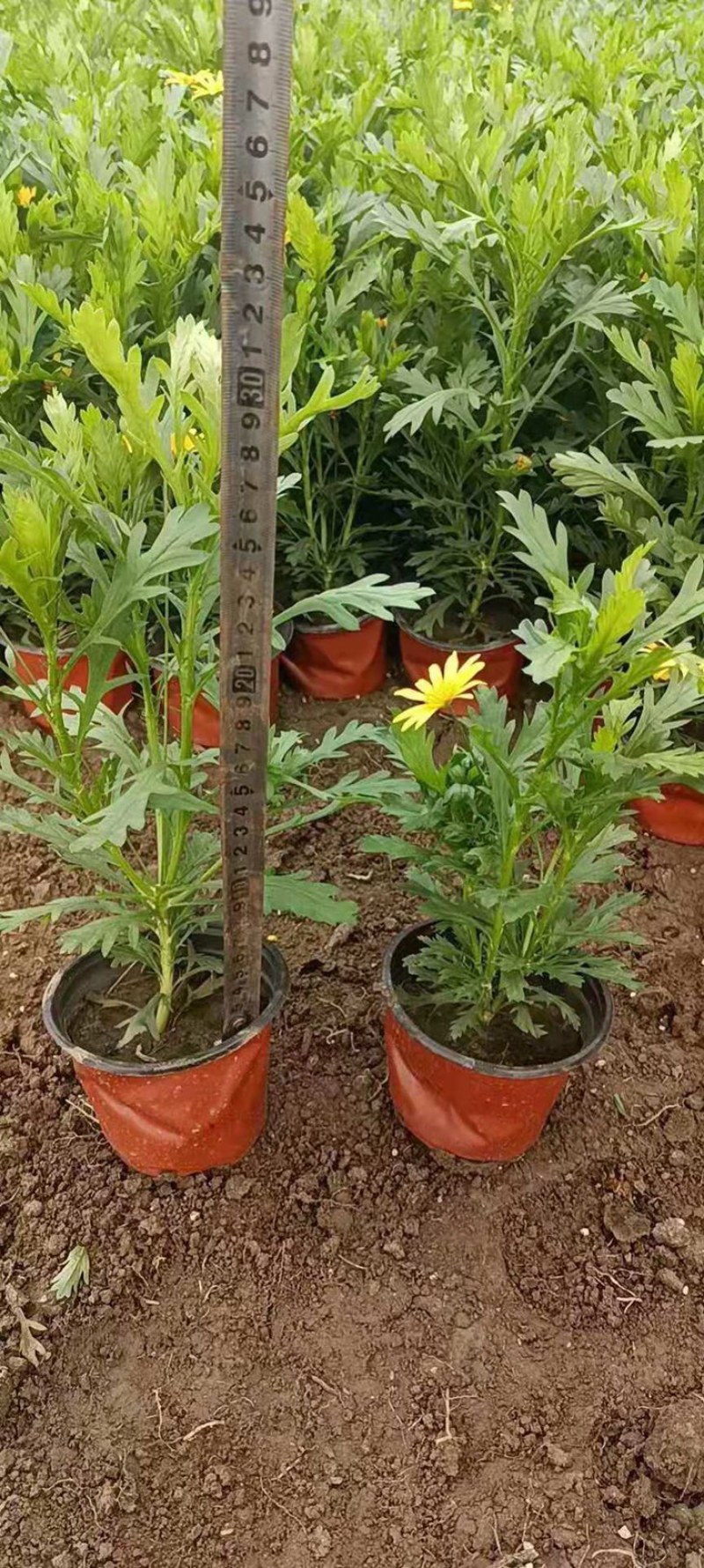 木春菊基地黄金菊产地批发玛格丽特花苗价格