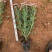 木春菊基地黄金菊产地批发玛格丽特花苗价格
