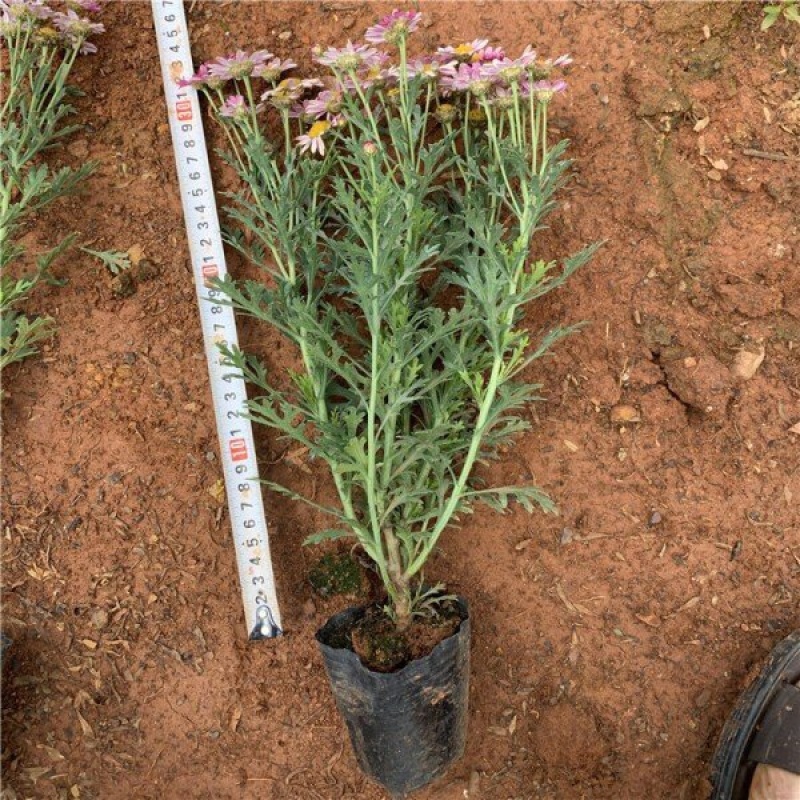 木春菊基地黄金菊产地批发玛格丽特花苗价格